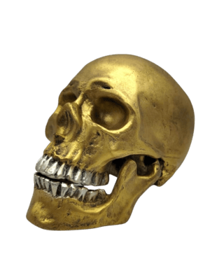 Figura Decorativa De Cráneo Humano Con Movimiento De Quijada